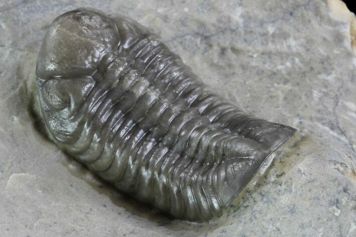 Unusual Phacopid Trilobite With Small Eyes - Jorf, Morocco #89306